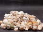 Medium Seashell Assorted Ocean Mix - (Approx 2.2 pounds, Approx. 1 - 2.25 inches). A bunch of tan little shells with wide open backs. Copyright 2025 SeaShellSupply.com.