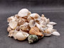 Medium Seashell Assorted Ocean Mix - (Approx 2.2 pounds, Approx. 1 - 2.25 inches). A bunch of tan little shells with wide open backs. Copyright 2025 SeaShellSupply.com.