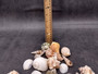Medium Seashell Assorted Ocean Mix - (Approx 2.2 pounds, Approx. 1 - 2.25 inches). A bunch of tan little shells with wide open backs. Copyright 2025 SeaShellSupply.com.