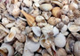 Medium Seashell Assorted Ocean Mix - (Approx 2.2 pounds, Approx. 1 - 2.25 inches). A bunch of tan little shells with wide open backs. Copyright 2025 SeaShellSupply.com.
