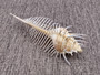 Murex Comb - Murex Pecten - (1 shell, approx. 6-7 inches). Thin white shell with spine looking spikes along the thin spiral of the shell. Copyright 2025 SeaShellSupply.com.