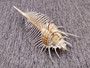 Murex Comb - Murex Pecten - (1 shell, approx. 6-7 inches). Thin white shell with spine looking spikes along the thin spiral of the shell. Copyright 2025 SeaShellSupply.com.