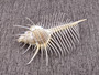 Murex Comb - Murex Pecten - (1 shell, approx. 6-7 inches). Thin white shell with spine looking spikes along the thin spiral of the shell. Copyright 2025 SeaShellSupply.com.