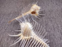 Murex Comb - Murex Pecten - (1 shell, approx. 6-7 inches). Thin white shell with spine looking spikes along the thin spiral of the shell. Copyright 2025 SeaShellSupply.com.