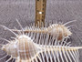 Murex Comb - Murex Pecten - (1 shell, approx. 6-7 inches). Thin white shell with spine looking spikes along the thin spiral of the shell. Copyright 2025 SeaShellSupply.com.