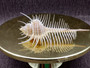 Murex Comb - Murex Pecten - (1 shell, approx. 6-7 inches). Thin white shell with spine looking spikes along the thin spiral of the shell. Copyright 2025 SeaShellSupply.com.