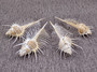 Murex Comb Seashell Murex Pecten (1 shell approx. 6+ inches) Special shells for coastal crafting décor & collections!