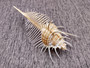 Murex Comb Seashell Murex Pecten (1 shell approx. 6+ inches) Special shells for coastal crafting décor & collections!