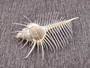Murex Comb Seashell Murex Pecten (1 shell approx. 6+ inches) Special shells for coastal crafting décor & collections!