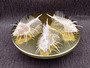 Murex Comb Seashell Murex Pecten (1 shell approx. 6+ inches) Special shells for coastal crafting décor & collections!