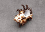 Endive Murex Seashell - Murex Endivia - (1 shell approx. 3-4 inches). One spiked spiral shell with small opening and black edges. Copyright 2022 SeaShellSupply.com.