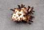 Endive Murex Seashell - Murex Endivia - (1 shell approx. 3-4 inches). One spiked spiral shell with small opening and black edges. Copyright 2022 SeaShellSupply.com.