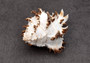 Endive Murex Seashell - Murex Endivia - (1 shell approx. 3-4 inches). One spiked spiral shell with small opening and black edges. Copyright 2022 SeaShellSupply.com.
