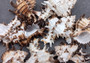 Endive Murex Seashell - Murex Endivia - (1 shell approx. 3-4 inches). One spiked spiral shell with small opening and black edges. Copyright 2022 SeaShellSupply.com.