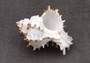 Endive Murex Seashell - Murex Endivia - (1 shell approx. 3-4 inches). One spiked spiral shell with small opening and black edges. Copyright 2022 SeaShellSupply.com.