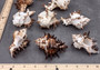 Endive Murex Seashell - Murex Endivia - (1 shell approx. 3-4 inches). One spiked spiral shell with small opening and black edges. Copyright 2022 SeaShellSupply.com.
