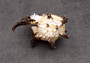 Endive Murex Seashell - Murex Endivia - (1 shell approx. 3-4 inches). One spiked spiral shell with small opening and black edges. Copyright 2022 SeaShellSupply.com.