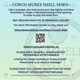 Lambis Conch Seashell Horn Trumpet Musical Instrument (1 shell approx. 4.5+ inches) Musical Conch Shell Horn for performing & playing!