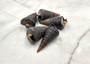 Telescope Snail Shell - Telescopium telescopium - (5 shells approx. 2 inches). Brown and tan spiral shells. Copyright 2025 SeaShellSupply.com.