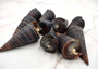 Telescope Snail Shell - Telescopium telescopium - (5 shells approx. 2 inches). Brown and tan spiral shells. Copyright 2025 SeaShellSupply.com.