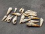 White Bullia - Bullia Annulate - (20 shells approx. 1.5 -2.5 inches). Tan spiral shells in a pile with a tight opening at the top, pretty thin shell. Copyright 2025 SeaShellSupply.com.