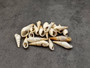 White Bullia - Bullia Annulate - (20 shells approx. 1.5 -2.5 inches). Tan spiral shells in a pile with a tight opening at the top, pretty thin shell. Copyright 2025 SeaShellSupply.com.