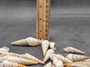 White Bullia - Bullia Annulate - (20 shells approx. 1.5 -2.5 inches). Tan spiral shells in a pile with a tight opening at the top, pretty thin shell. Copyright 2025 SeaShellSupply.com.