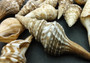 Turris Seashell - Lophiotoma Babyonia - (12 shells, approx. 1.5 - 3.5 inches). Brown spiral shells with white dots and ribs along the outside. Copyright 2022 SeaShellSupply.com.