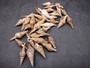 Turris Seashell - Lophiotoma Babyonia - (12 shells, approx. 1.5 - 3.5 inches). Brown spiral shells with white dots and ribs along the outside. Copyright 2025 SeaShellSupply.com.