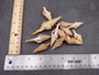 Turris Seashell - Lophiotoma Babyonia - (12 shells, approx. 1.5 - 3.5 inches). Brown spiral shells with white dots and ribs along the outside. Copyright 2025 SeaShellSupply.com.