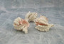 Multi Cut Pink Murex - Murex Erythrostomus - (3 Shells approx. 2.5-3 inches). Three white spiked shells with a lighter pink inside and wide spiral. Copyright 2022 SeaShellSupply.com.