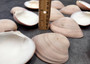 Mocha Clams - Megapitaria Squalida - (3 Shells approx. 3-4 inches). A shell with a wide open back but a striated line ombre brown design, looks pretty smooth. Copyright 2022 SeaShellSupply.com.