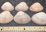 Mocha Clams - Megapitaria Squalida - (3 Shells approx. 3-4 inches). A shell with a wide open back but a striated line ombre brown design, looks pretty smooth. Copyright 2022 SeaShellSupply.com.