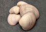Mocha Clams - Megapitaria Squalida - (3 Shells approx. 3-4 inches). A shell with a wide open back but a striated line ombre brown design, looks pretty smooth. Copyright 2022 SeaShellSupply.com.