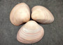 Mocha Clams - Megapitaria Squalida - (3 Shells approx. 3-4 inches). A shell with a wide open back but a striated line ombre brown design, looks pretty smooth. Copyright 2022 SeaShellSupply.com.
