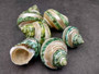 Banded Green Turbo Seashells - Turbo Chrysostomus - (2 shells approx. 1.5-2 inches). A spiral shell with a light gold band and very pretty shaded areas of different shades of green and black with a mainly white inside. Copyright 2022 SeaShellSupply.com.