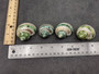 Banded Green Turbo Seashells - Turbo Chrysostomus - (2 shells approx. 1.5-2 inches). A spiral shell with a light gold band and very pretty shaded areas of different shades of green and black with a mainly white inside. Copyright 2022 SeaShellSupply.com.