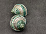 Banded Green Turbo Seashells - Turbo Chrysostomus - (2 shells approx. 1.5-2 inches). A spiral shell with a light gold band and very pretty shaded areas of different shades of green and black with a mainly white inside. Copyright 2022 SeaShellSupply.com.