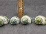 Banded Green Turbo Seashells - Turbo Chrysostomus - (2 shells approx. 1.5-2 inches). A spiral shell with a light gold band and very pretty shaded areas of different shades of green and black with a mainly white inside. Copyright 2022 SeaShellSupply.com.