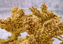 Yellow/Tan FAUX Branch Coral - Acropora Florida - (1 Coral, Approx. 12x10x5 inches). Gold branched sea fan with multiple different textures and sized branches. Copyright 2025 SeaShellSupply.com.