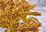 Yellow/Tan FAUX Branch Coral - Acropora Florida - (1 Coral, Approx. 12x10x5 inches). Gold branched sea fan with multiple different textures and sized branches. Copyright 2025 SeaShellSupply.com.
