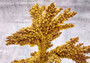 Yellow/Tan FAUX Branch Coral - Acropora Florida - (1 Coral, Approx. 12x10x5 inches). Gold branched sea fan with multiple different textures and sized branches. Copyright 2025 SeaShellSupply.com.