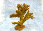 Yellow/Tan FAUX Branch Coral - Acropora Florida - (1 Coral, Approx. 12x10x5 inches). Gold branched sea fan with multiple different textures and sized branches. Copyright 2025 SeaShellSupply.com.