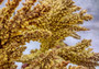 Yellow Brown FAUX Branch Coral Acropora Florida (1 FAKE Coral approx. 12Wx10Tx5D inches) Artificial Branch Coral for fish tank or aquarium!