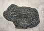Black Cup FAUX Sun Coral - Tubastrea Peltata - (1 Coral Approx. 10Wx7Dx4T inches). A wide solid black sea fan with several holes and imprints, and a strong round like shaped base. Copyright 2022 SeaShellSupply.com.