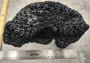 Black Cup FAUX Sun Coral - Tubastrea Peltata - (1 Coral Approx. 10Wx7Dx4T inches). A wide solid black sea fan with several holes and imprints, and a strong round like shaped base. Copyright 2022 SeaShellSupply.com.