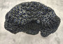 Black Cup FAUX Sun Coral - Tubastrea Peltata - (1 Coral Approx. 10Wx7Dx4T inches). A wide solid black sea fan with several holes and imprints, and a strong round like shaped base. Copyright 2022 SeaShellSupply.com.