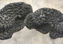 Black Cup FAUX Sun Coral - Tubastrea Peltata - (1 Coral Approx. 10Wx7Dx4T inches). A wide solid black sea fan with several holes and imprints, and a strong round like shaped base. Copyright 2022 SeaShellSupply.com.