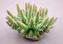 Green FAUX Finger Staghorn Coral - Acropora Humilis - (1 FAUX Coral approx. 6x5x5 inches). Green dotted branched coral with a strong round base.Copyright 2024 SeaShellSupply.com.