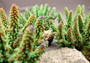 Green FAUX Finger Staghorn Coral - Acropora Humilis - (1 FAUX Coral approx. 6x5x5 inches). Green dotted branched coral with a strong round base.Copyright 2024 SeaShellSupply.com.